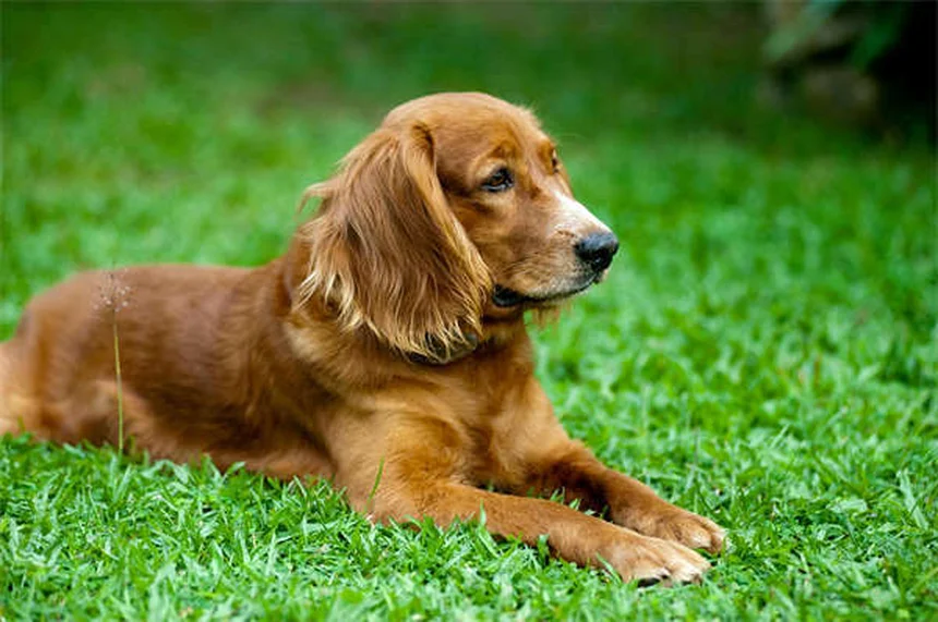 ペットのノミ・ダニ・フィラリア対策｜年間予防で愛犬愛猫を守る方法