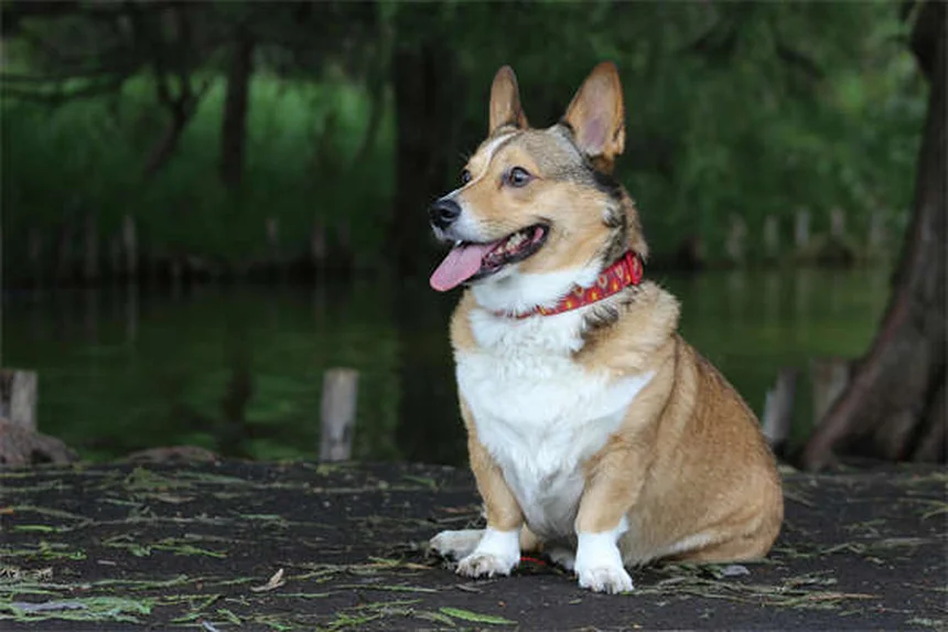 犬の草アレルギー対策｜症状から治療法まで徹底解説