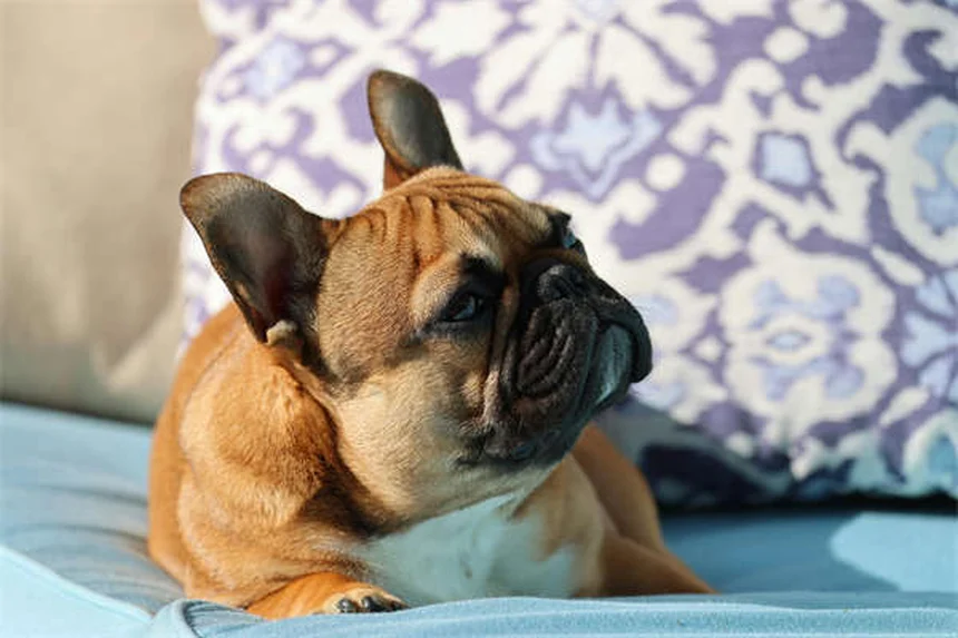 犬用サプリメントの効果的な使い方【獣医師が解説】