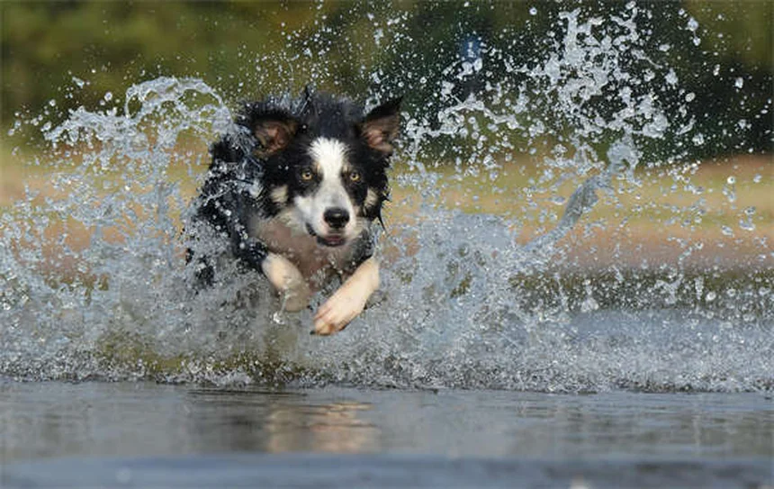犬用サプリメントの効果的な使い方【獣医師が解説】