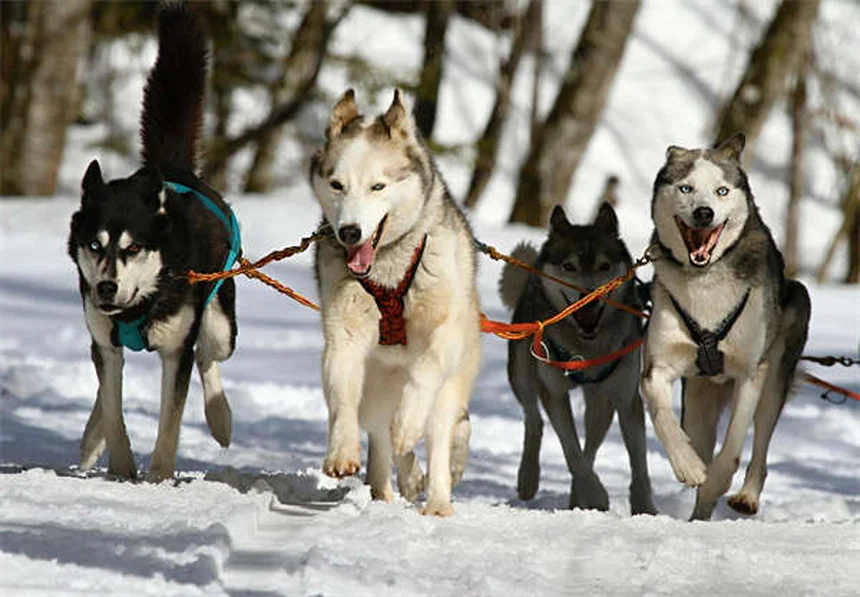 犬用サプリメントの効果的な使い方【獣医師が解説】