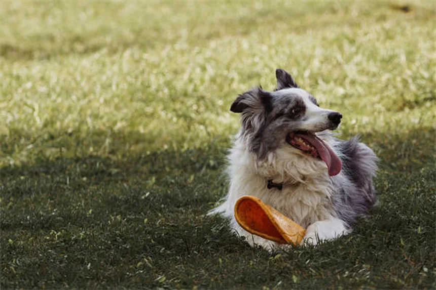 初心者におすすめの犬種20選！初めてのペットライフを成功させるコツ