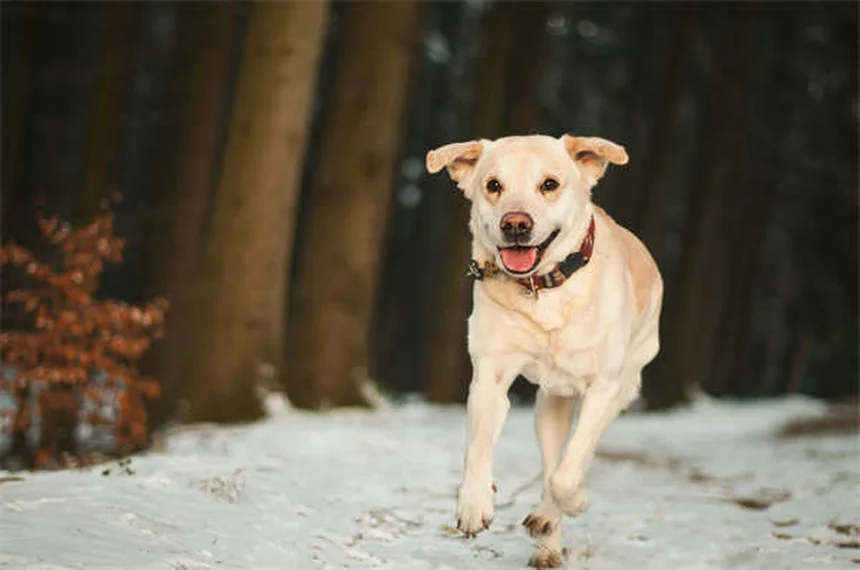 初心者におすすめの犬種20選！初めてのペットライフを成功させるコツ