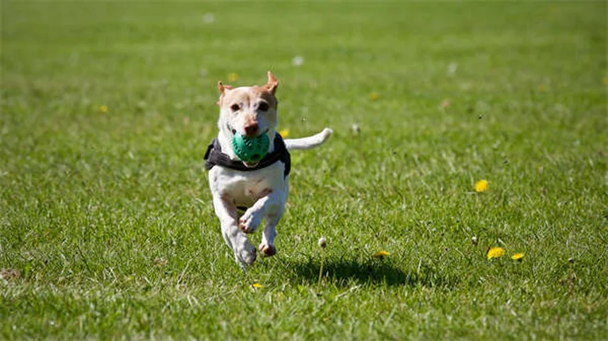 犬の血尿の原因と対処法｜愛犬のおしっこに血が混じった時の完全ガイド