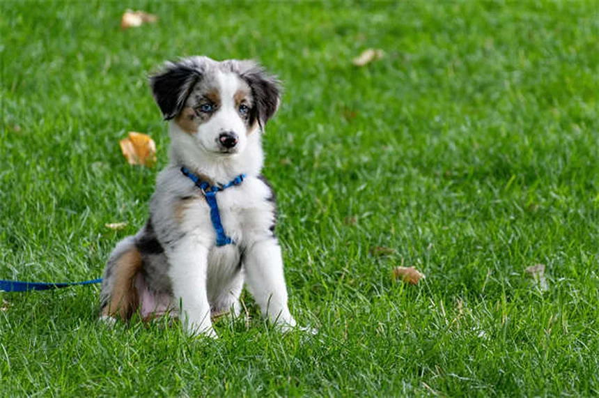 犬の血尿の原因と対処法｜愛犬のおしっこに血が混じった時の完全ガイド