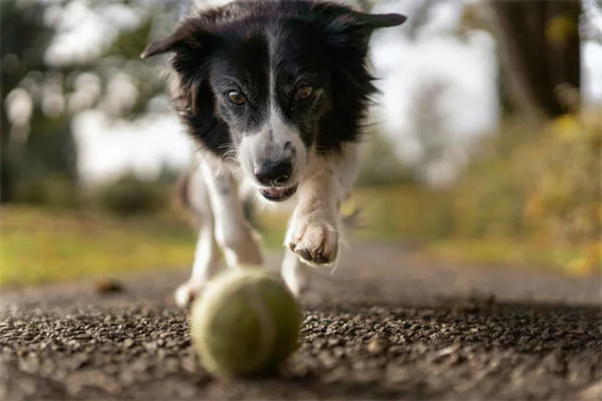 犬の血尿の原因と対処法｜愛犬のおしっこに血が混じった時の完全ガイド