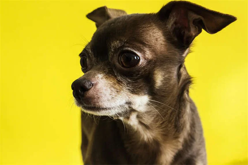 犬の血尿の原因と対処法｜愛犬のおしっこに血が混じった時の完全ガイド
