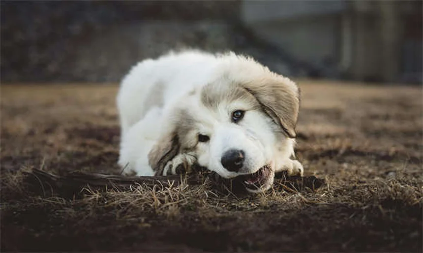 犬が足を引きずる原因と対処法｜獣医師が教える5つのチェックポイント