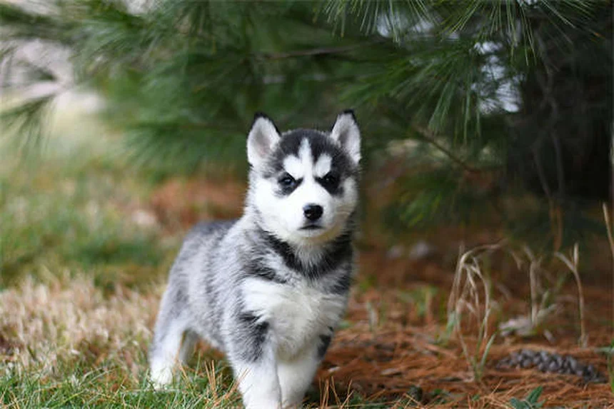 犬の狼爪とは？役割とケア方法を徹底解説