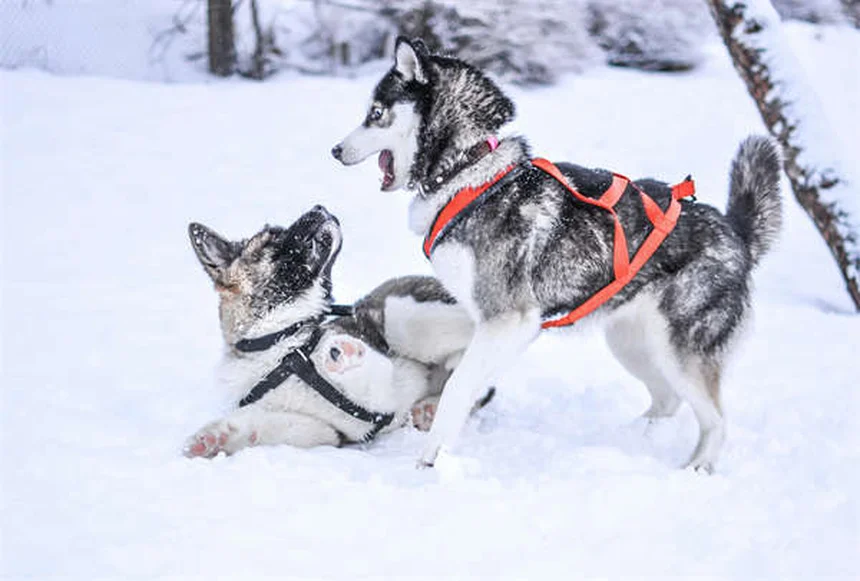犬の精巣腫瘍とは？症状・治療法を獣医が解説【早期発見がカギ】