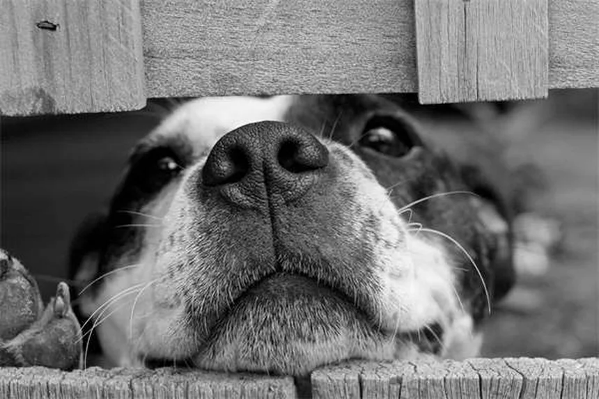 犬の精巣腫瘍とは？症状・治療法を獣医が解説【早期発見がカギ】