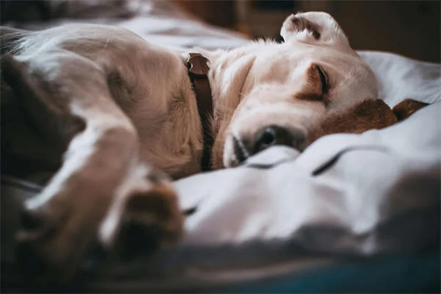 子犬の初めての夜を快適に過ごす7つのコツ【完全ガイド】