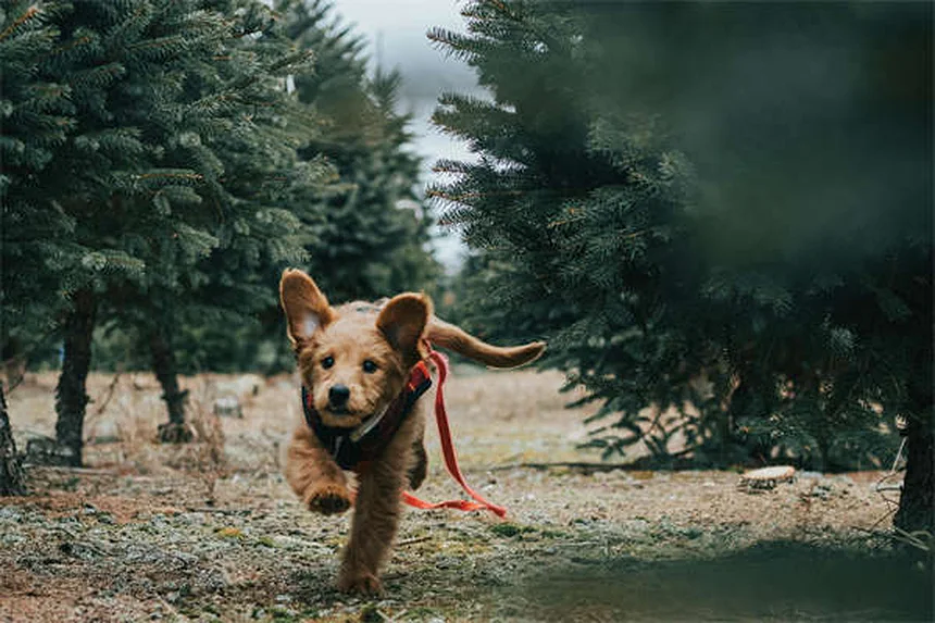 子犬の初めての夜を快適に過ごす7つのコツ【完全ガイド】