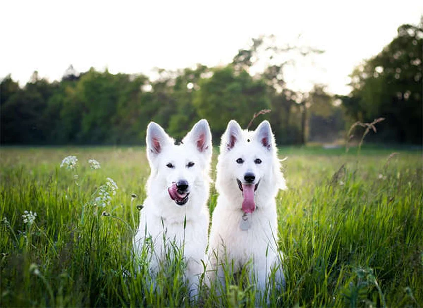 犬のいびきがうるさい！原因とすぐできる対策5選