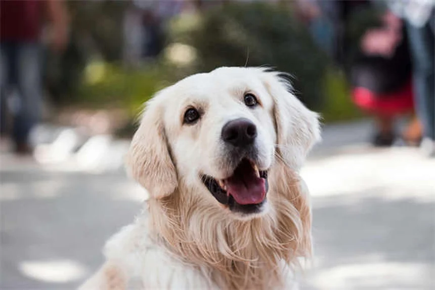 犬のいびきがうるさい！原因とすぐできる対策5選