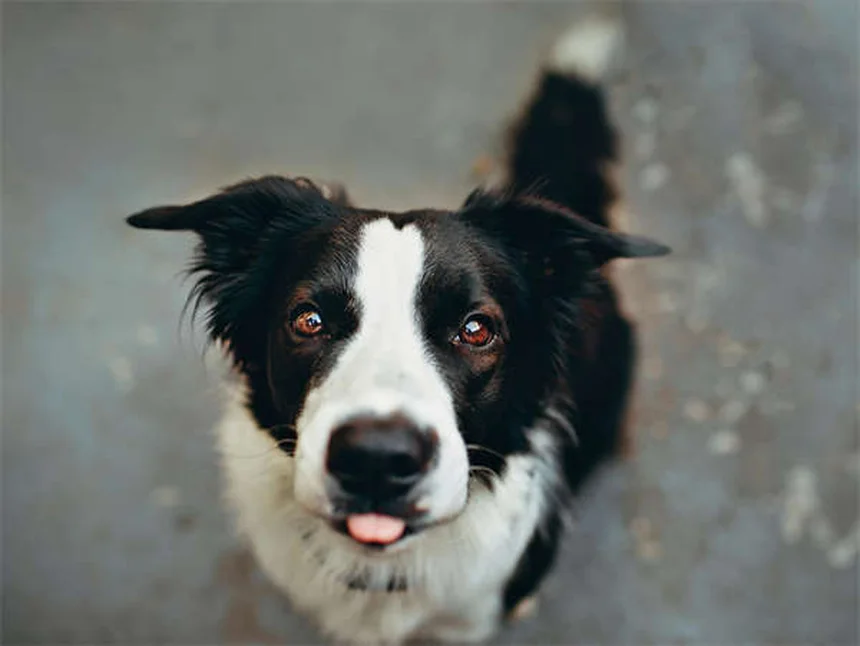 犬の恐怖心を克服する7つの自信をつける練習法