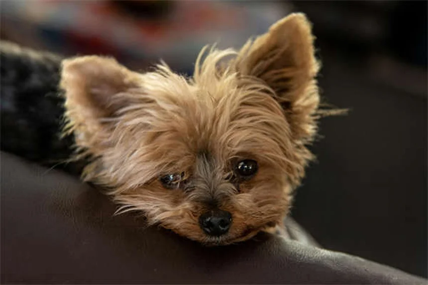 犬の恐怖心を克服する7つの自信をつける練習法