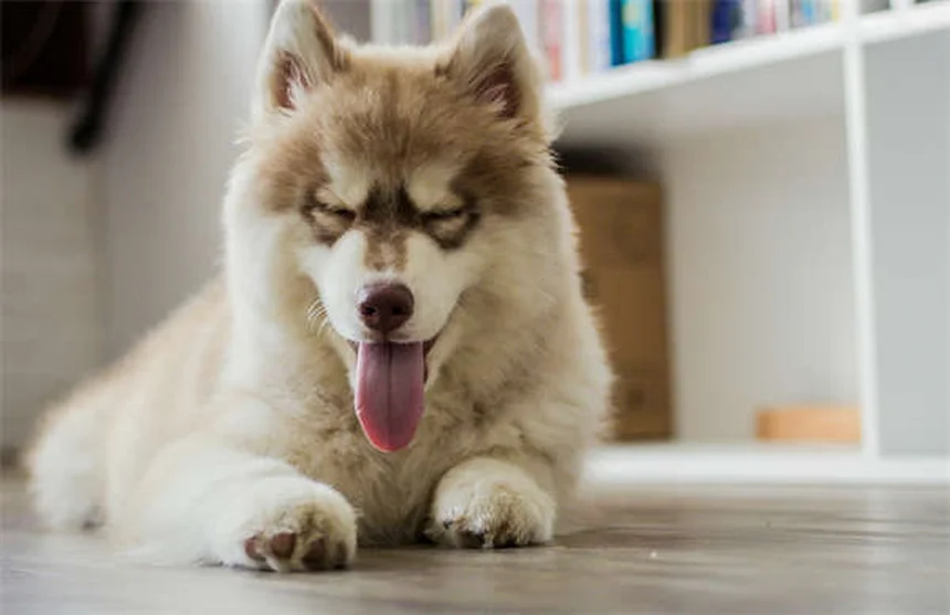 犬の恐怖心を克服する7つの自信をつける練習法