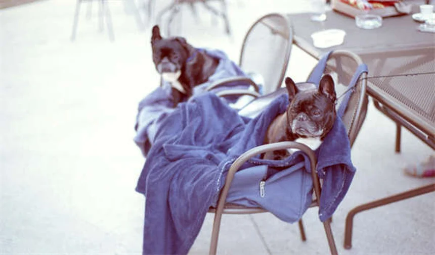 メス猫の母性行動トラブル：原因と対処法を徹底解説