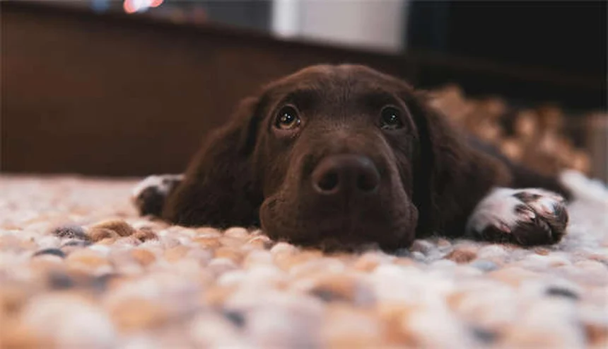 シニア猫の適切なケア方法7選｜10歳からの健康管理ガイド