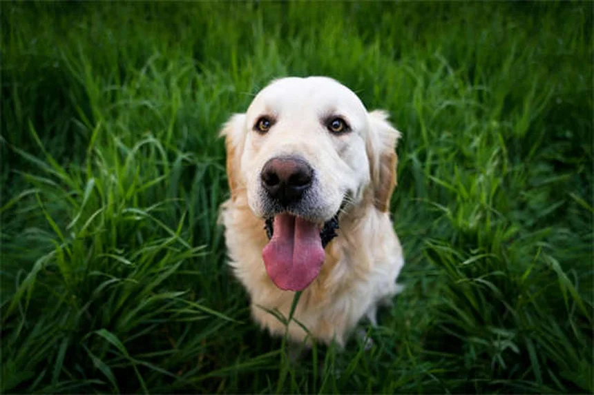 犬がじっと見つめてくる理由5つ！愛犬の視線の意味を徹底解説