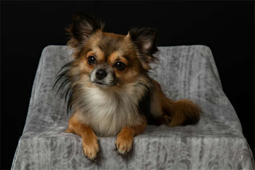 犬がじっと見つめてくる理由5つ！愛犬の視線の意味を徹底解説