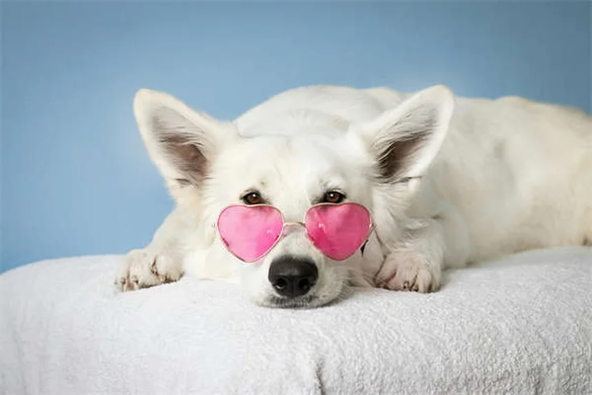 犬がじっと見つめてくる理由5つ！愛犬の視線の意味を徹底解説