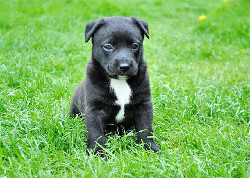 犬の繊維肉腫とは？症状・治療法・予後を徹底解説