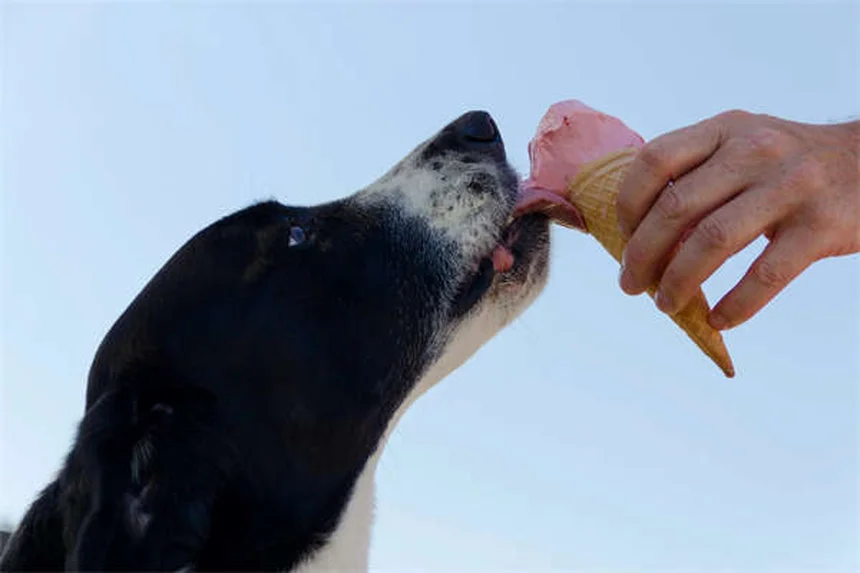 犬の繊維肉腫とは？症状・治療法・予後を徹底解説