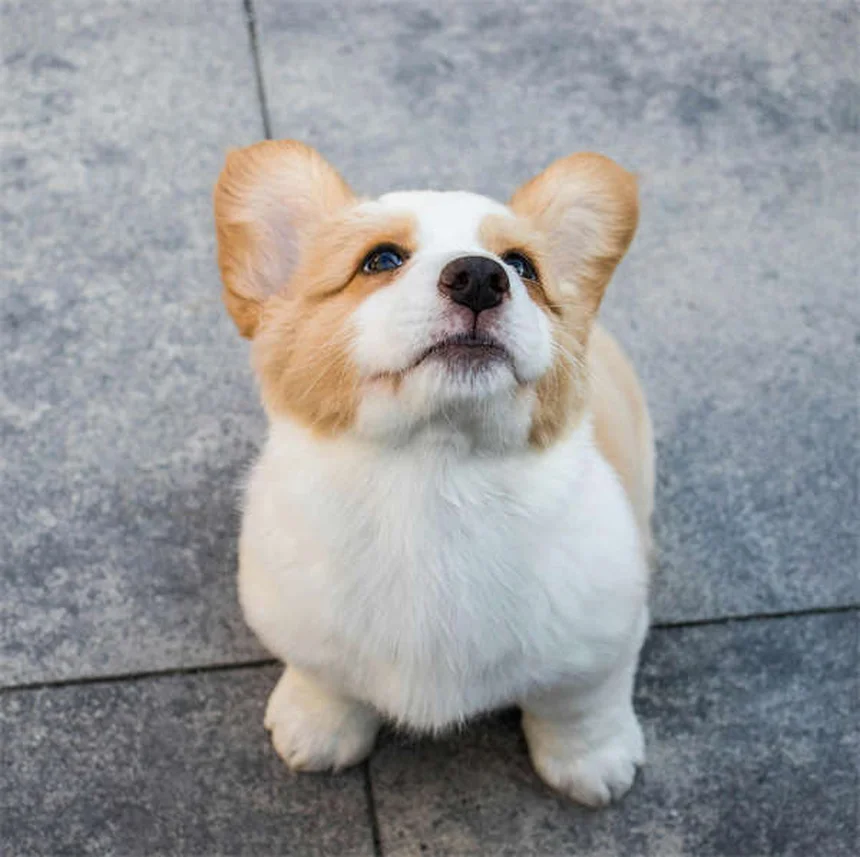 犬が飼い主を信頼している6つのサインと信頼関係の築き方
