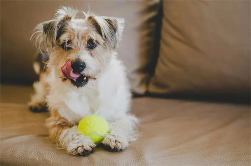 犬が飼い主を信頼している6つのサインと信頼関係の築き方