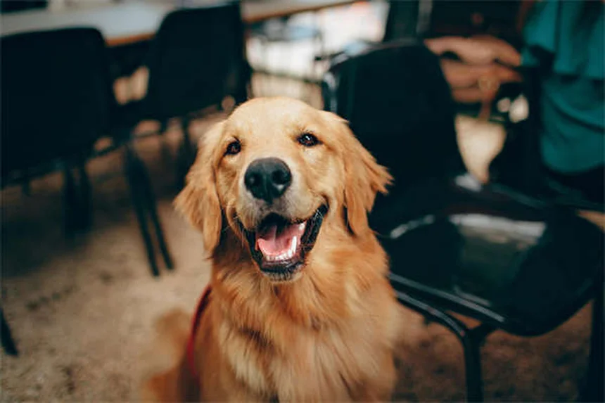 犬が飼い主を信頼している6つのサインと信頼関係の築き方