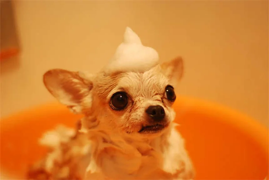 犬が飼い主を信頼している6つのサインと信頼関係の築き方